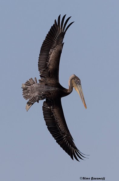 _B223882 brown pelican.jpg
